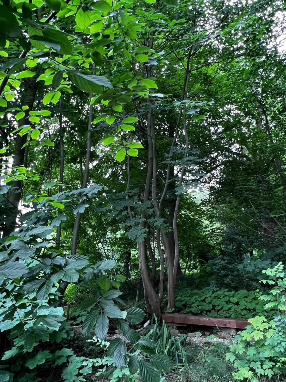 Forest *